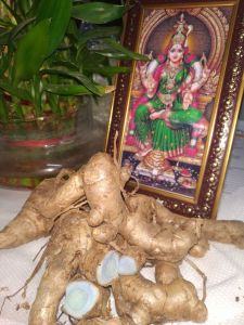 Original Kali haldi for Pooja/Black Turmeric Original/karumanjal/Nalla Pasupu Fresh/నల్ల పసుపు/Fresh Kala Haldi